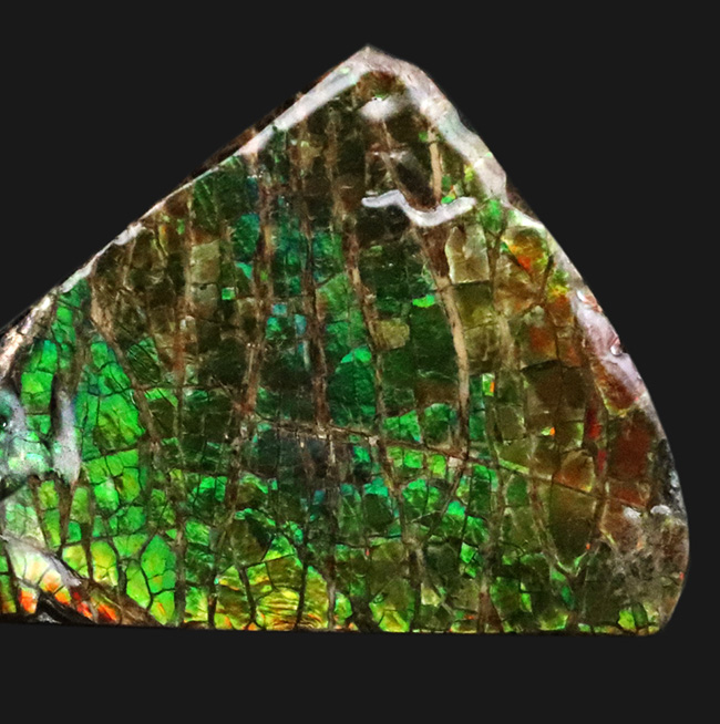 発色良し！鮮やかなグリーンに心が奪われる、美しきアンモライト（Ammolite）のピース（その2）