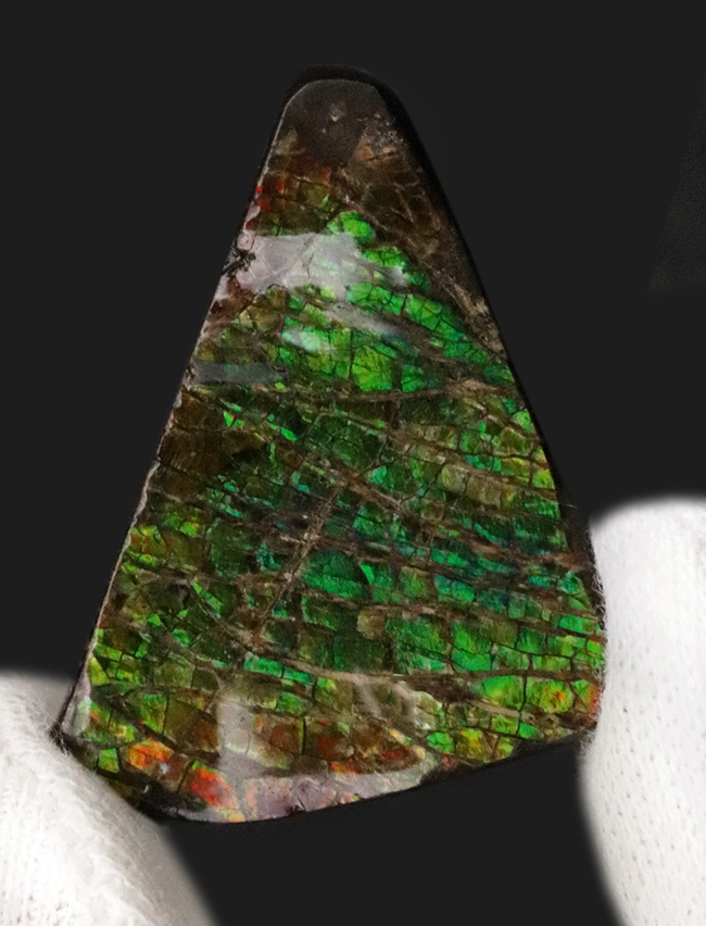 発色良し！鮮やかなグリーンに心が奪われる、美しきアンモライト（Ammolite）のピース（その3）