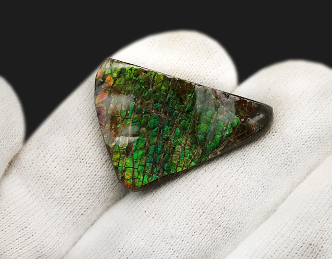 発色良し！鮮やかなグリーンに心が奪われる、美しきアンモライト（Ammolite）のピース（その4）