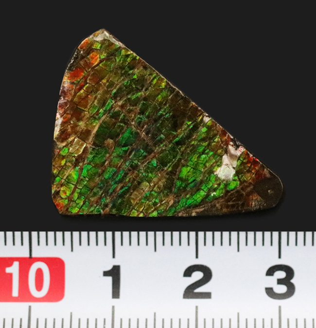 発色良し！鮮やかなグリーンに心が奪われる、美しきアンモライト（Ammolite）のピース（その6）