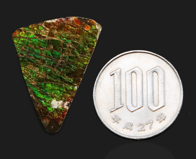 発色良し！鮮やかなグリーンに心が奪われる、美しきアンモライト（Ammolite）のピース（その7）