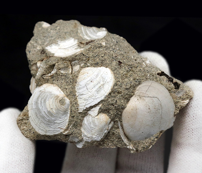 瑞浪層群から発見、採集される代表的な二枚貝、ウソシジミ（Felaniella usta）の群集化石