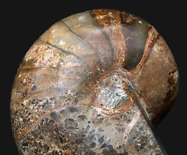 まるまると太ったふくよかな個体！マダガスカル産の立派なオウムガイの化石