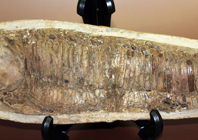 □希少 中生代白亜紀 ブラジル セアラ州産！アスピドリンクス類 ヴィンクティファー 魚化石 全長約40ｃｍ、重さ約6Kg - コレクション、趣味