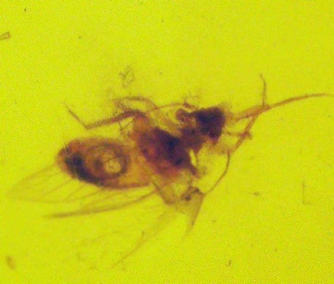 約３０００万年前のアンバー！非常にクリアーな基質に、羽虫が閉じ込められた、ドミニカ産の琥珀（Amber）（その6）