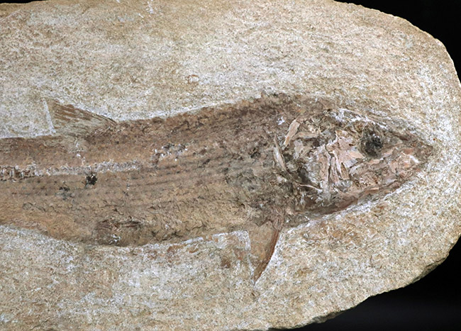 ２８センチ級、立派！ブラジル産のおよそ１億年前の古代魚、タッリアス 