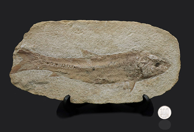 約一億年前のブラジル産魚の化石、40cm種類化石匿名配送1点限り 