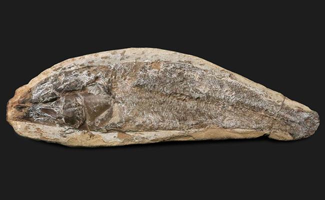 たい焼き風！ブラジルの白亜紀の地層より採集された古代魚の化石