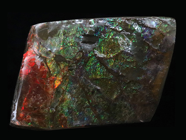 カナダ・アルバータの大地の恵み！赤と緑のハーモニーが見事なアンモライト（Ammolite）の原石（その1）