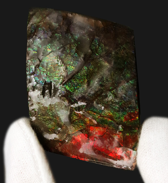 カナダ・アルバータの大地の恵み！赤と緑のハーモニーが見事なアンモライト（Ammolite）の原石（その2）