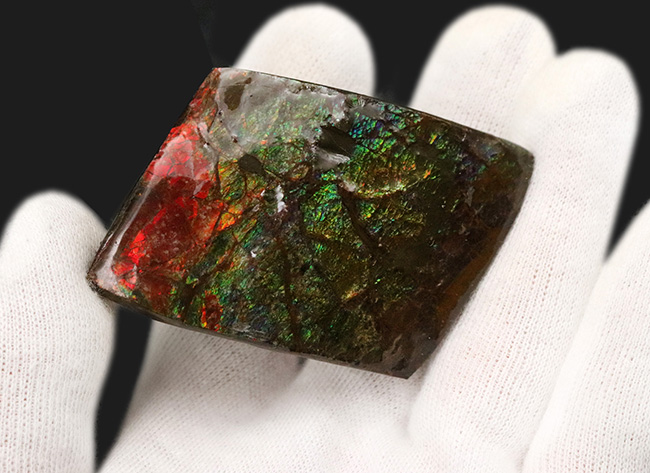 カナダ・アルバータの大地の恵み！赤と緑のハーモニーが見事なアンモライト（Ammolite）の原石 アンモライト 販売