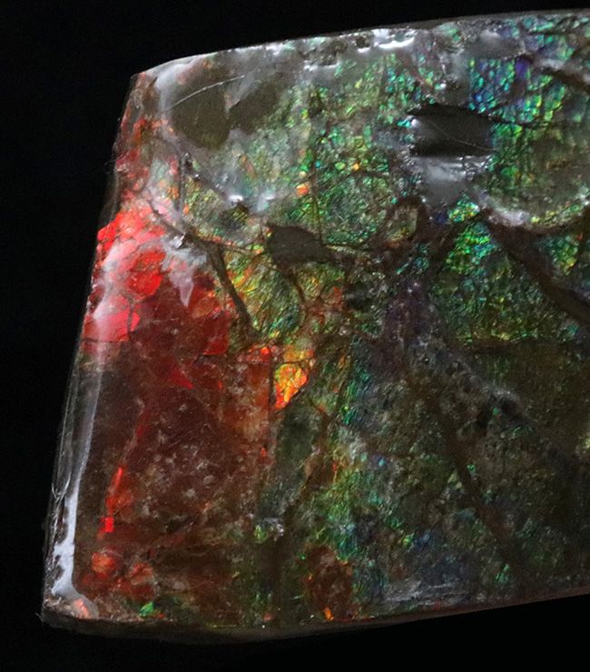 カナダ・アルバータの大地の恵み！赤と緑のハーモニーが見事なアンモライト（Ammolite）の原石（その4）