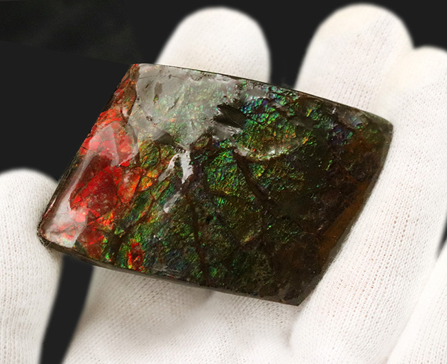 カナダ・アルバータの大地の恵み！赤と緑のハーモニーが見事なアンモライト（Ammolite）の原石（その7）