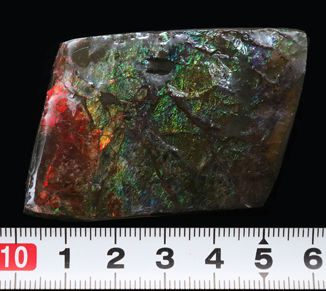 カナダ・アルバータの大地の恵み！赤と緑のハーモニーが見事なアンモライト（Ammolite）の原石（その8）