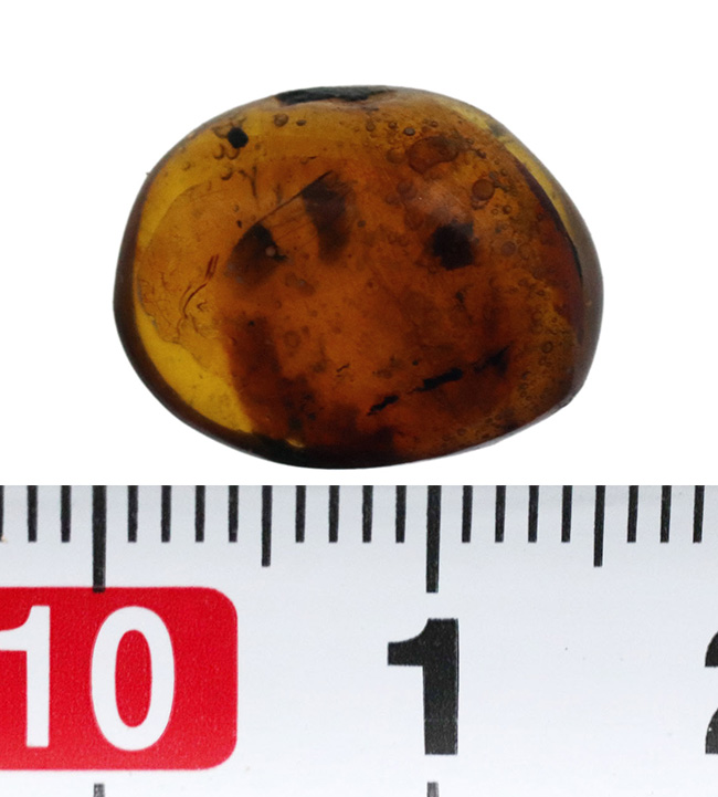 小さな玉に神秘とロマンが凝集！古代の虫の羽を内包したドミニカ産の琥珀（Amber）（その9）