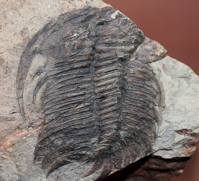新着アイテム ナチュラルな産状 最も初期のの三葉虫の一つ レア種 パラドキシデスの部分化石 化石セブンの最新情報