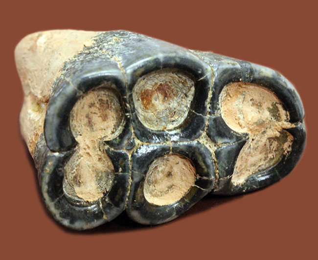 大型哺乳類の歯の化石・199g（中国産化石標本）