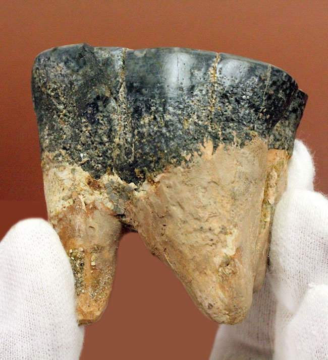 大型哺乳類の歯の化石・199g（中国産化石標本）
