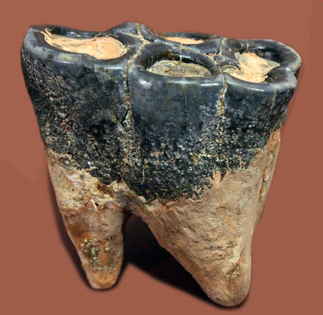 大型哺乳類の歯の化石・250g（中国産化石標本）