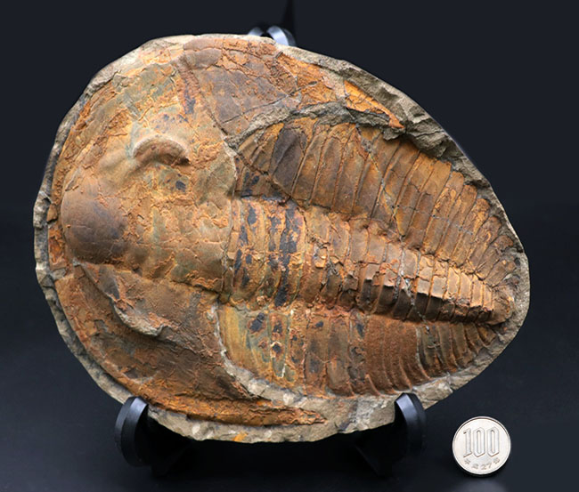 大型三葉虫　カンブロパラス（Cambropallas ）モロッコ産　古生代カンブリア紀　アンダルシアナ（Andalusiana）
