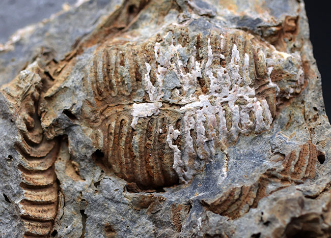 マニアックシリーズ！古生代には大繁栄していた、地球史の証人、レプトダス（Leptodus）の化石。宮城県気仙沼市産