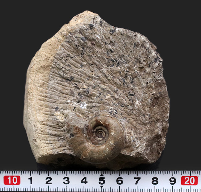 北海道の白亜紀の地層より採集された母岩付きのアンモナイト、ゴードリセラスの化石