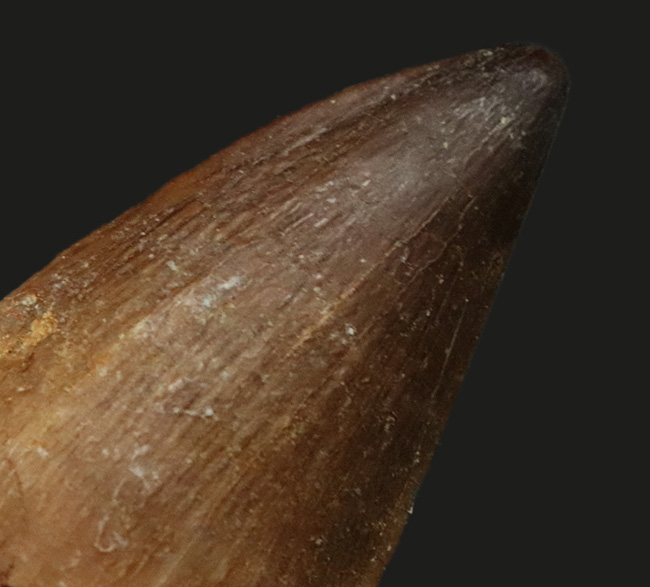 太い！白亜紀後期の海の頂点捕食者、モササウルスの歯化石の極太の歯化石（その1）