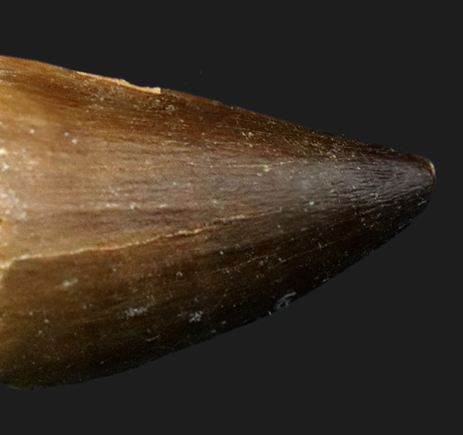 太い！白亜紀後期の海の頂点捕食者、モササウルスの歯化石の極太の歯化石（その5）