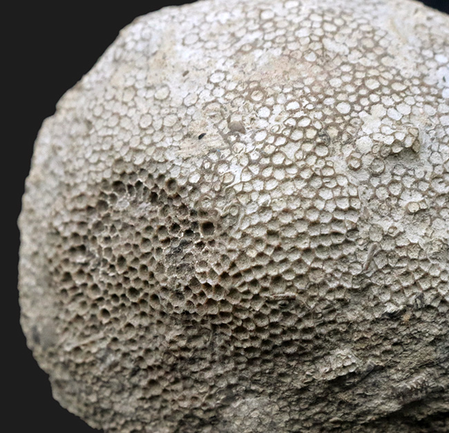 蜂の巣サンゴの化石 - 科学、自然