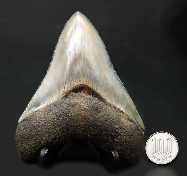 美麗！！レアな産地、インドネシアより採集された、例えようのない美しいエナメル質が備わったメガロドン（Carcharocles megalodon）の 歯化石 海のモンスター 販売