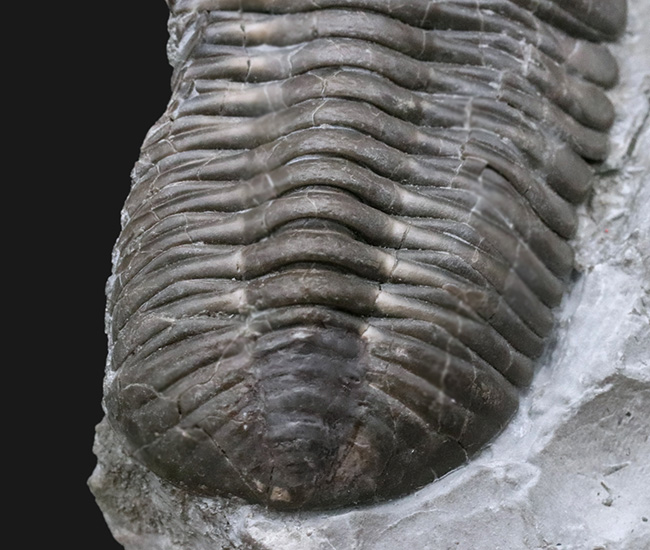 三葉虫 ファコプス 化石 [PH67] エンロール 防御態勢 防御姿勢