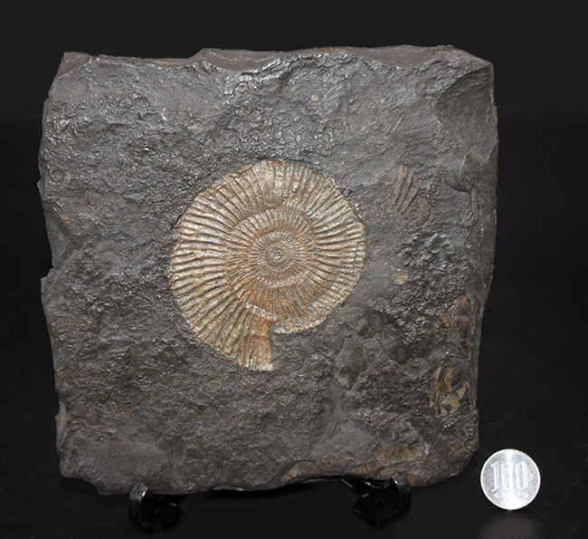 あのドイツ・ホルツマーデン産！ジュラ紀を代表するアンモナイト、ダクチリオセラス（Dactylioceras）の極めて上質な化石