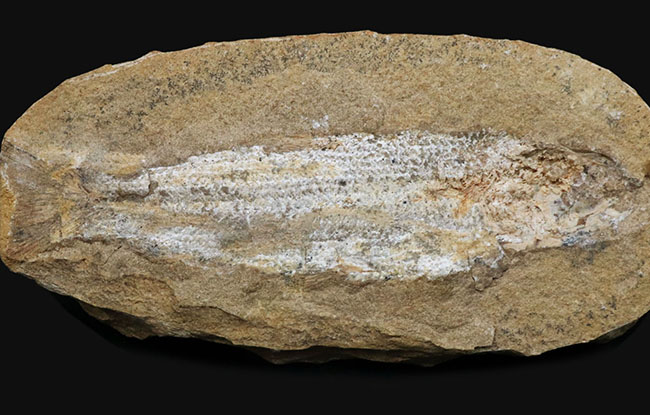 ブラジルの白亜紀の地層より採集された絶滅古代魚（ネガ標本）の化石