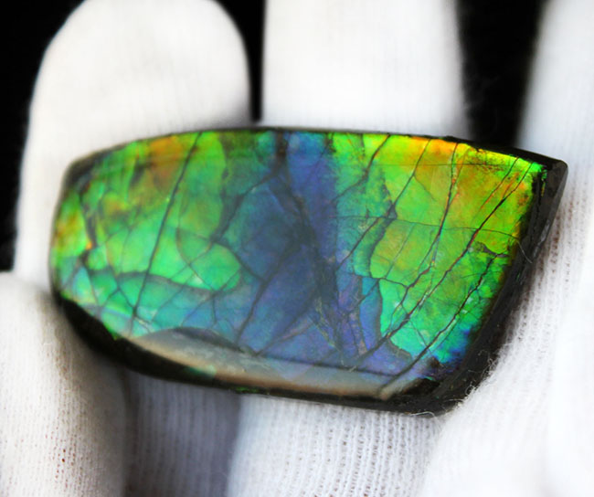 希少色の青を見ることができる高品位のアンモライト（Ammolite）のピースの化石。見る角度によって色合いが変化する高品位化石。