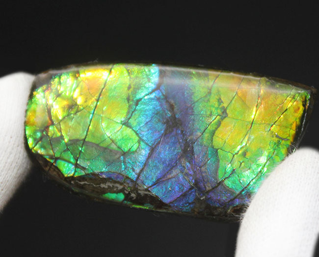 希少色の青を見ることができる高品位のアンモライト（Ammolite）の