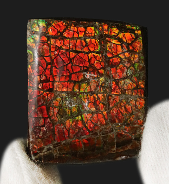 レッドドラゴン！鮮やかな赤色を呈する、カナダ・アルバータ州産のアンモライト（Ammolite）のピース（その1）