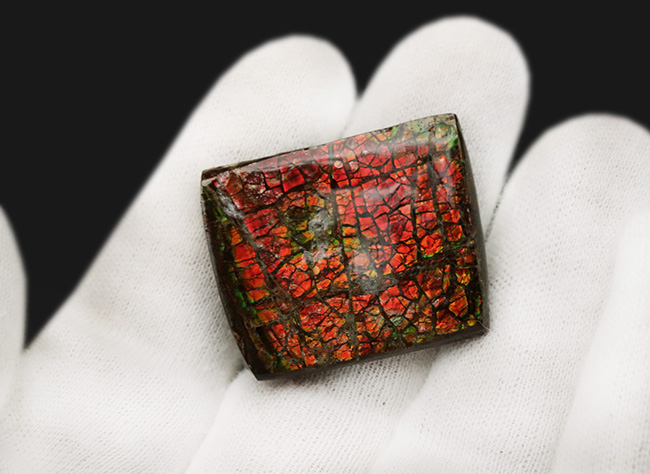 レッドドラゴン！鮮やかな赤色を呈する、カナダ・アルバータ州産のアンモライト（Ammolite）のピース（その4）