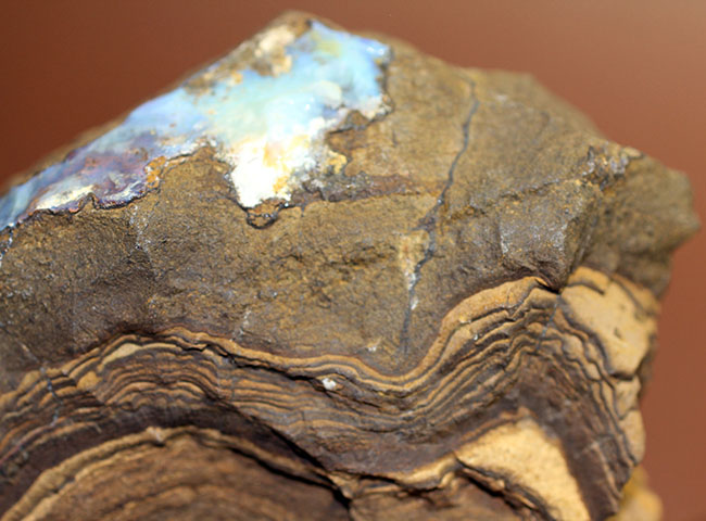 超珍品！珪化木オパール迫力の139ct木の枝の化石のオパール化 - 科学、自然