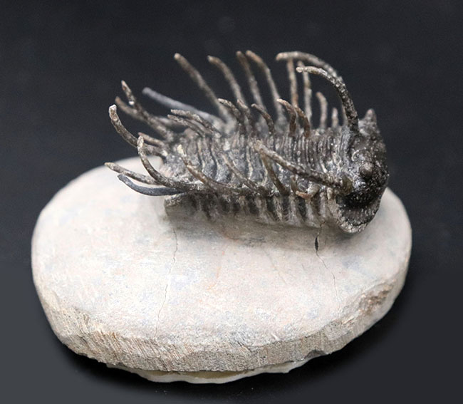 レア種登場！一度見たら忘れない圧倒的な個性を持つ三葉虫、コネプルシア・ブルトーニ（Koneprusia brutoni）の化石