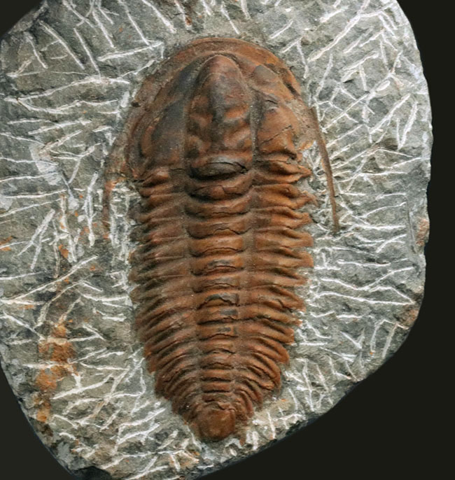 最終出品　ブリストリア・ブリストエンシス　ほぼ完体化石　カンブリア紀三葉虫最希少種　カリフォルニア州産