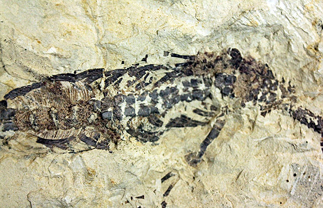 あいつがやってきた！人気の希少生物ブラジル産メソサウルス（Mesosaurus sp.）の全身化石。マーケット価格よりリーズナブル！ 化石 販売