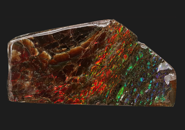レッドからブルーまで輝く、カナダ・アルバータ州産の宝石、アンモライト（Ammolite）の天然石（その1）