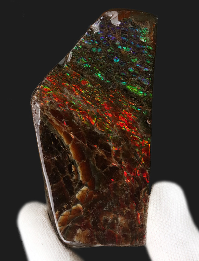 レッドからブルーまで輝く、カナダ・アルバータ州産の宝石、アンモライト（Ammolite）の天然石（その2）