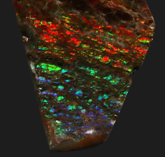 レッドからブルーまで輝く、カナダ・アルバータ州産の宝石、アンモライト（Ammolite）の天然石（その3）