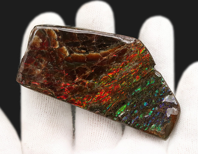 レッドからブルーまで輝く、カナダ・アルバータ州産の宝石、アンモライト（Ammolite）の天然石（その4）