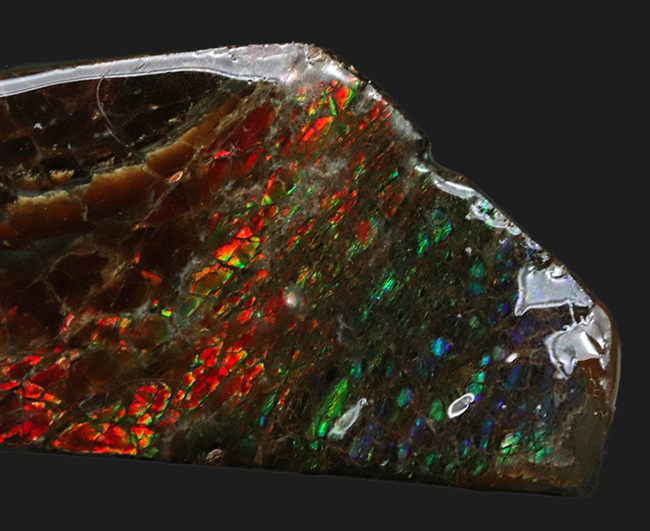 レッドからブルーまで輝く、カナダ・アルバータ州産の宝石、アンモライト（Ammolite）の天然石（その5）