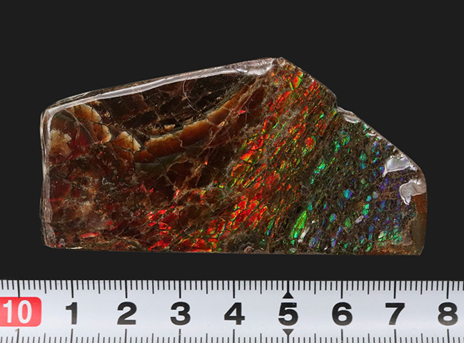 レッドからブルーまで輝く、カナダ・アルバータ州産の宝石、アンモライト（Ammolite）の天然石（その8）