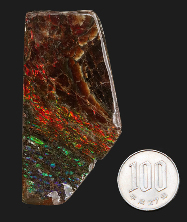 レッドからブルーまで輝く、カナダ・アルバータ州産の宝石、アンモライト（Ammolite）の天然石（その9）