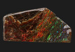 レッドからブルーまで輝く、カナダ・アルバータ州産の宝石、アンモライト（Ammolite）の天然石