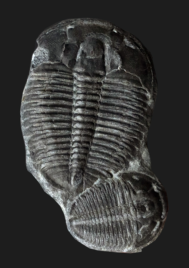 三葉虫の化石 でかい - コレクション